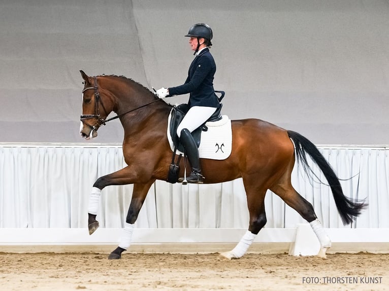 Hannoveriano Caballo castrado 4 años 166 cm Castaño in Verden