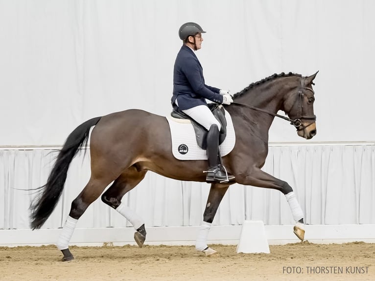 Hannoveriano Caballo castrado 4 años 166 cm Castaño in Verden