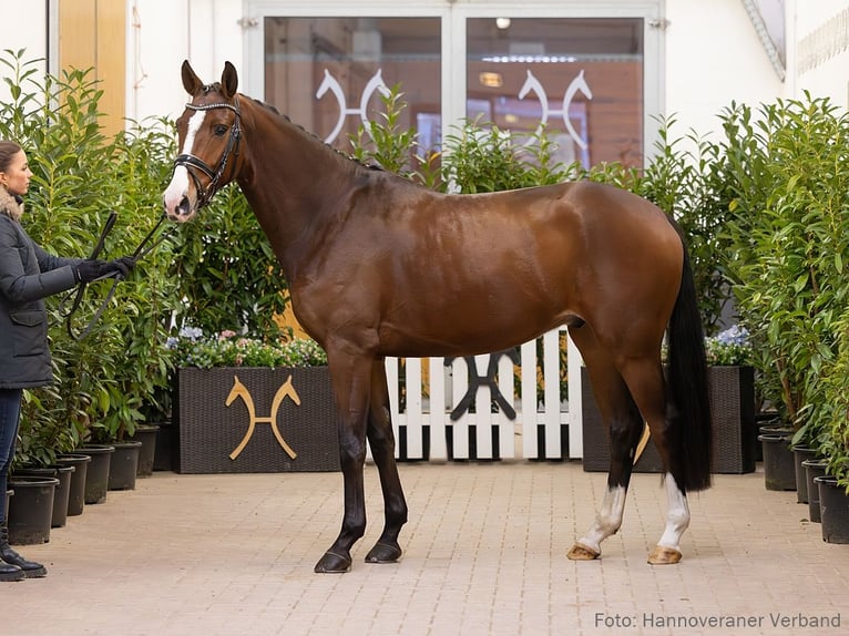 Hannoveriano Caballo castrado 4 años 166 cm Castaño in Verden