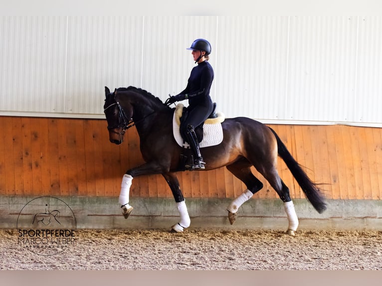 Hannoveriano Caballo castrado 4 años 166 cm Castaño in Weyhe