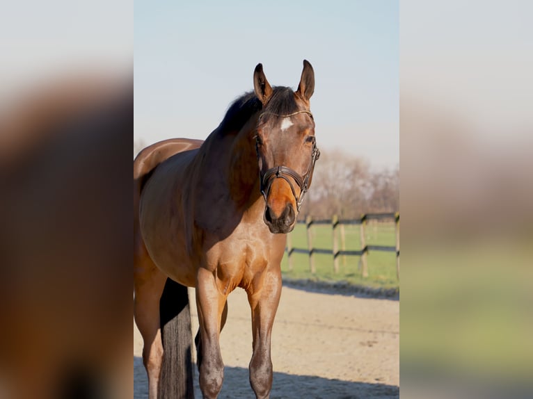 Hannoveriano Caballo castrado 4 años 166 cm Castaño in Nottuln