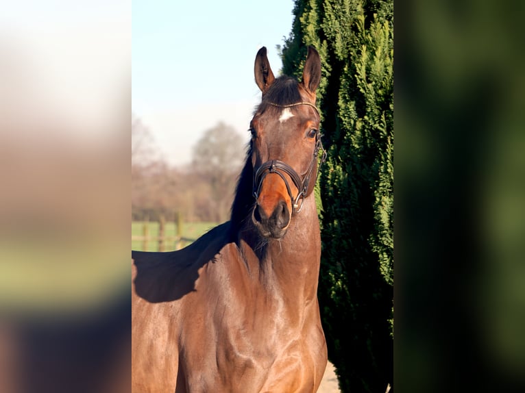 Hannoveriano Caballo castrado 4 años 166 cm Castaño in Nottuln