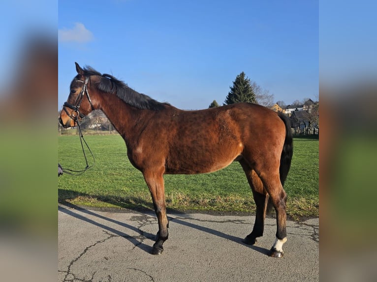 Hannoveriano Caballo castrado 4 años 166 cm Castaño in Zeulenroda