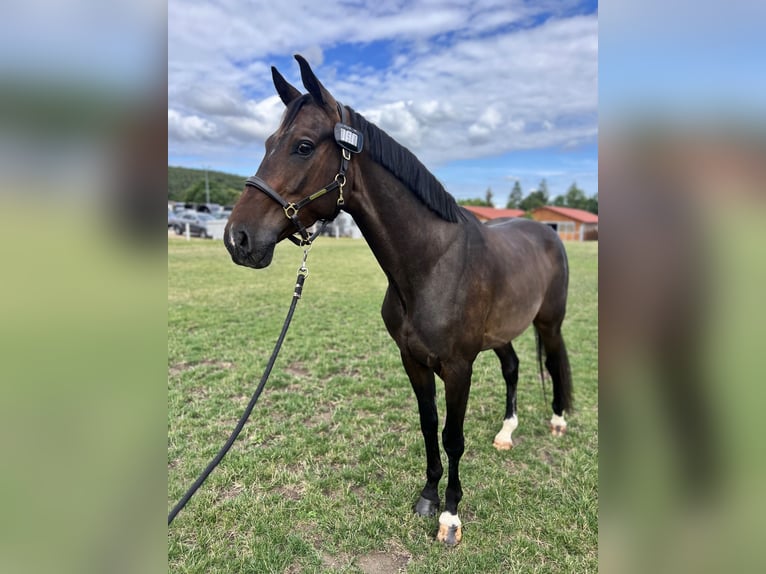 Hannoveriano Caballo castrado 4 años 166 cm Castaño oscuro in Budapest