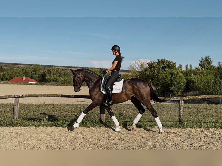 Hannoveriano Caballo castrado 4 años 166 cm Castaño oscuro in Budapest
