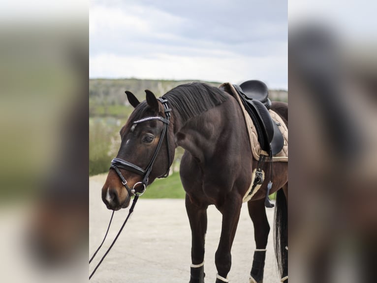 Hannoveriano Caballo castrado 4 años 166 cm Castaño oscuro in Budapest