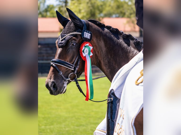 Hannoveriano Caballo castrado 4 años 166 cm Castaño oscuro in Budapest