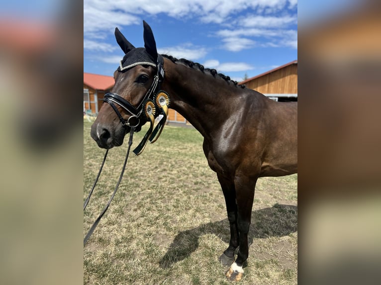 Hannoveriano Caballo castrado 4 años 166 cm Castaño oscuro in Budapest