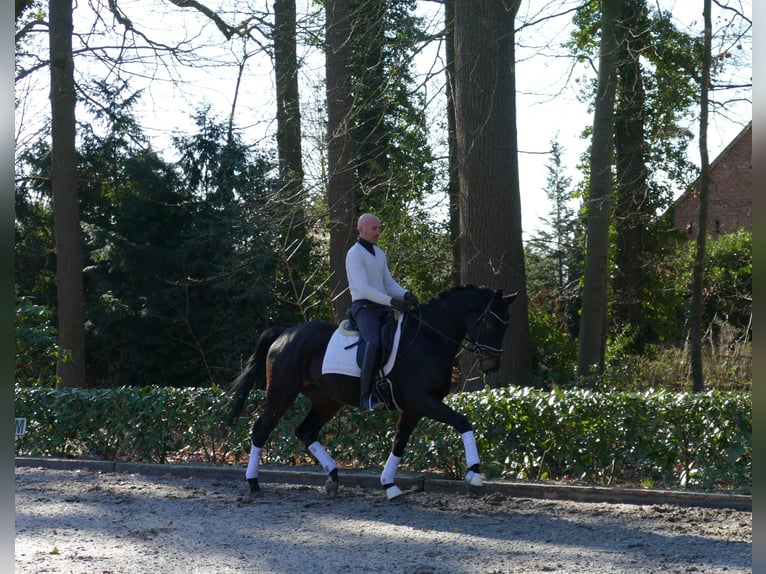 Hannoveriano Caballo castrado 4 años 166 cm Castaño oscuro in Hemslingen