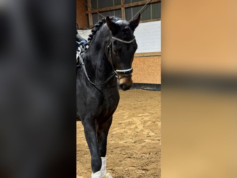 Hannoveriano Caballo castrado 4 años 166 cm Castaño oscuro in Goslar Goslar