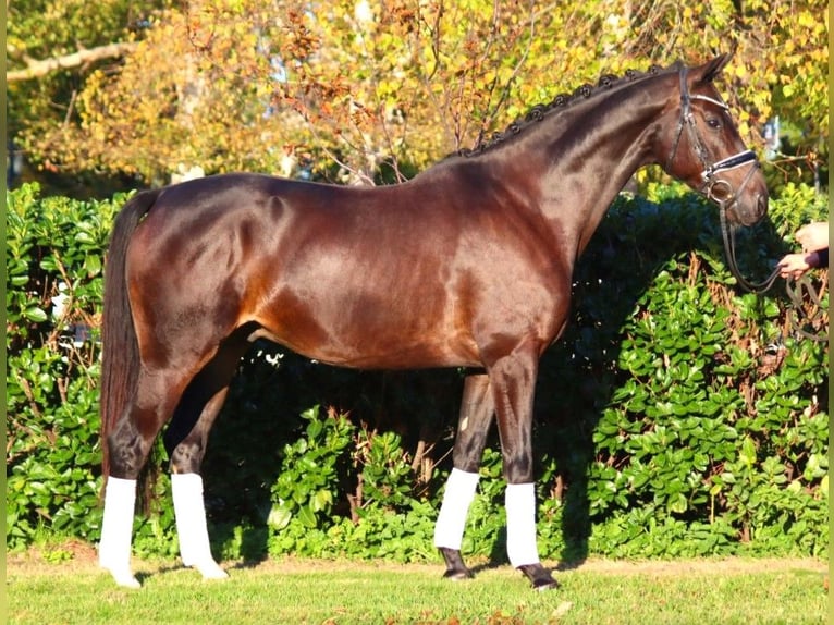 Hannoveriano Caballo castrado 4 años 166 cm Castaño oscuro in Selsingen