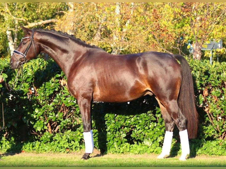 Hannoveriano Caballo castrado 4 años 166 cm Castaño oscuro in Selsingen