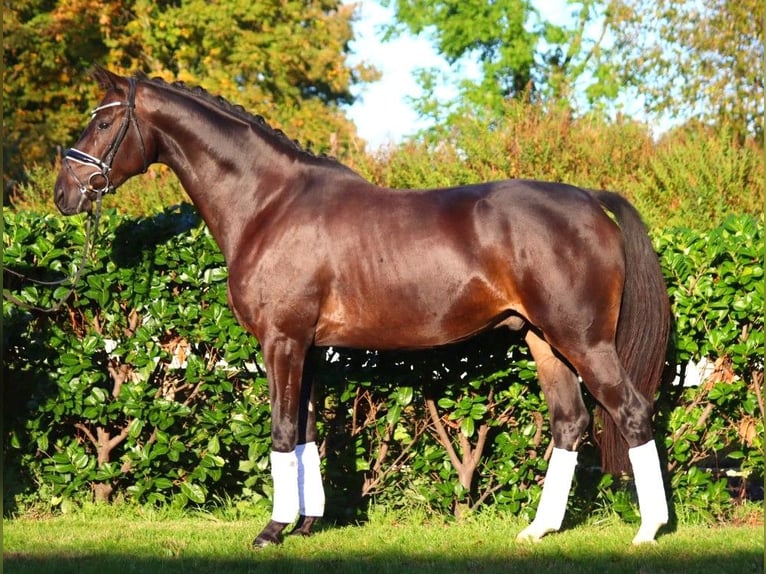 Hannoveriano Caballo castrado 4 años 166 cm Castaño oscuro in Selsingen