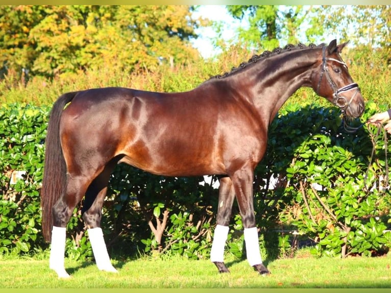 Hannoveriano Caballo castrado 4 años 166 cm Castaño oscuro in Selsingen