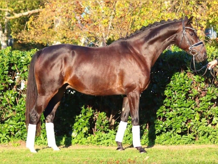 Hannoveriano Caballo castrado 4 años 166 cm Castaño oscuro in Selsingen