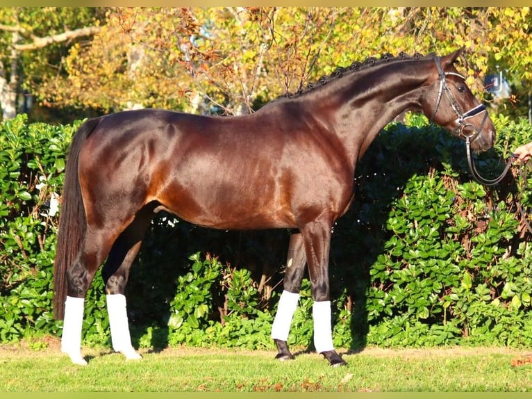 Hannoveriano Caballo castrado 4 años 166 cm Castaño oscuro in Selsingen