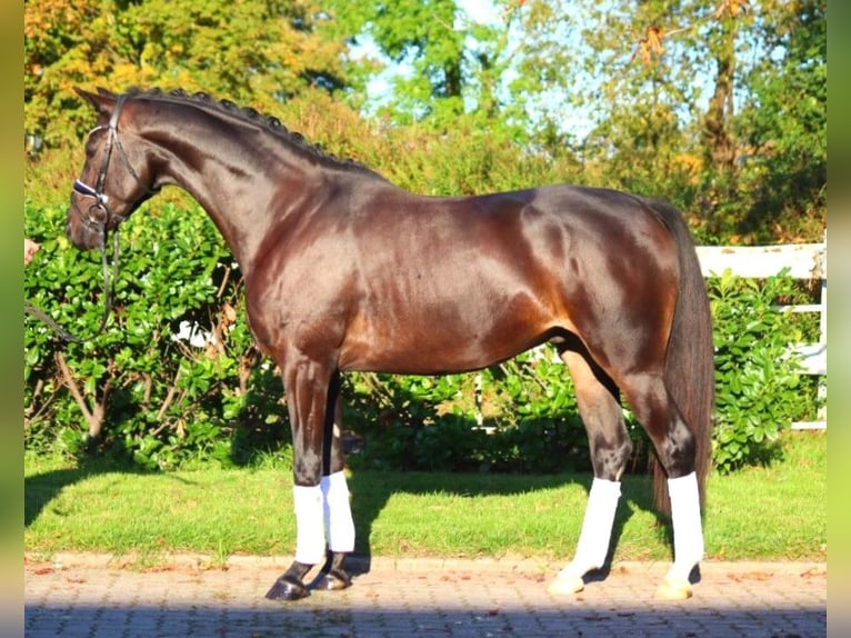 Hannoveriano Caballo castrado 4 años 166 cm Castaño oscuro in Selsingen