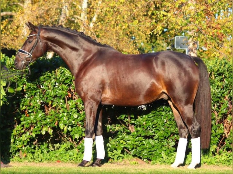 Hannoveriano Caballo castrado 4 años 166 cm Castaño oscuro in Selsingen