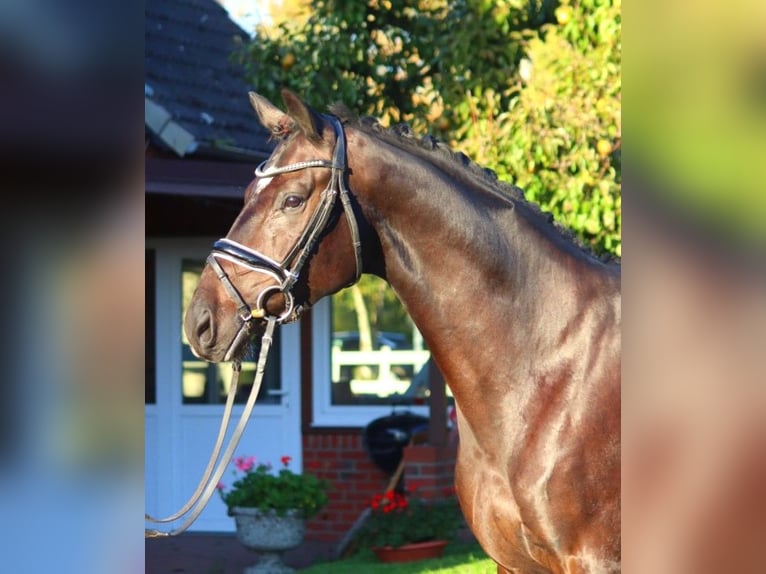 Hannoveriano Caballo castrado 4 años 166 cm Castaño oscuro in Selsingen