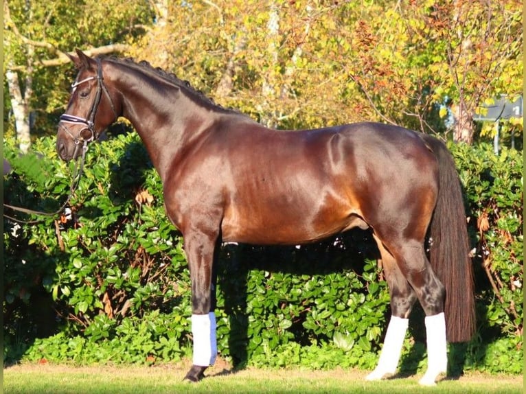 Hannoveriano Caballo castrado 4 años 166 cm Castaño oscuro in Selsingen