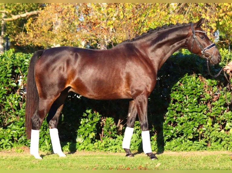 Hannoveriano Caballo castrado 4 años 166 cm Castaño oscuro in Selsingen