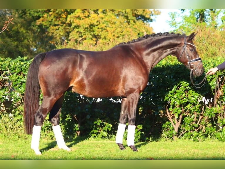 Hannoveriano Caballo castrado 4 años 166 cm Castaño oscuro in Selsingen