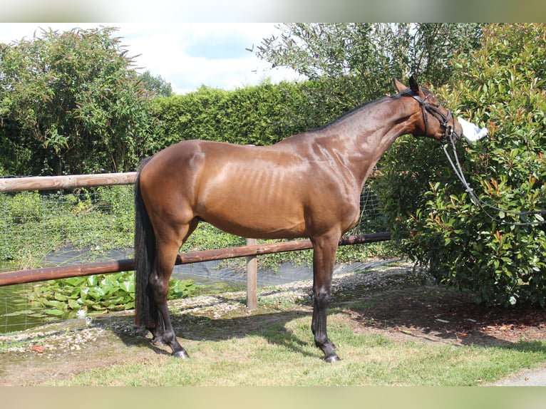 Hannoveriano Caballo castrado 4 años 166 cm Castaño oscuro in Hamersen