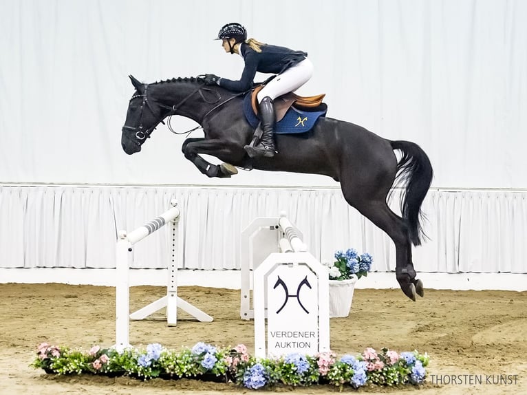 Hannoveriano Caballo castrado 4 años 166 cm Morcillo in Verden