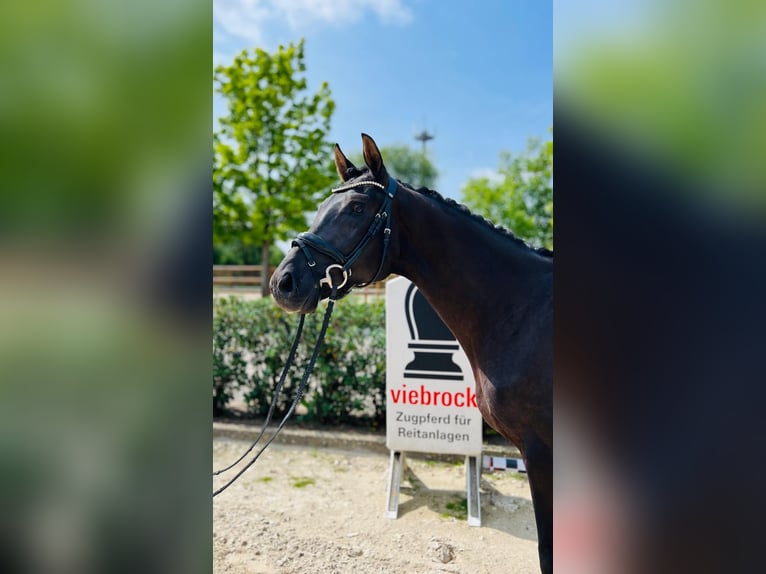 Hannoveriano Caballo castrado 4 años 166 cm Negro in Brest