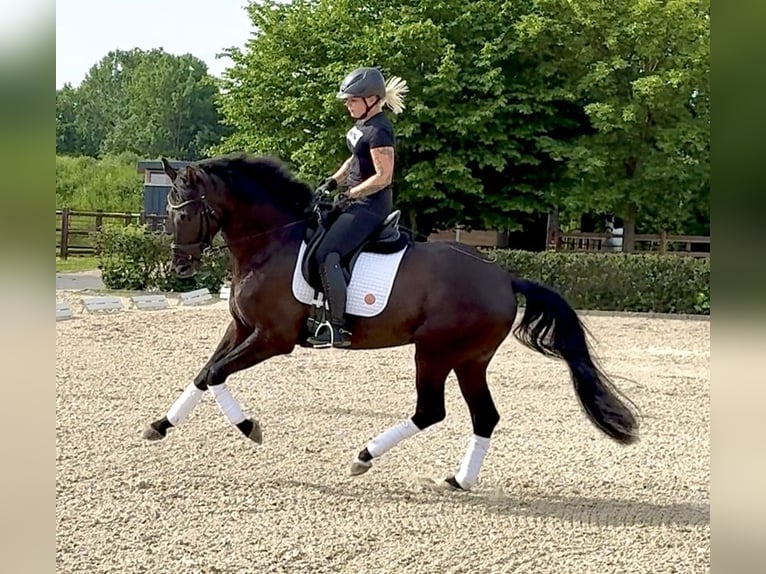 Hannoveriano Caballo castrado 4 años 166 cm Negro in Brest