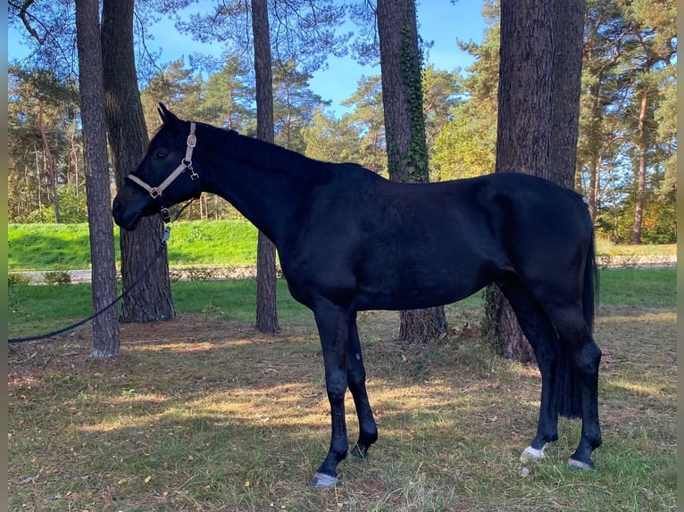 Hannoveriano Caballo castrado 4 años 166 cm Negro in Zernien