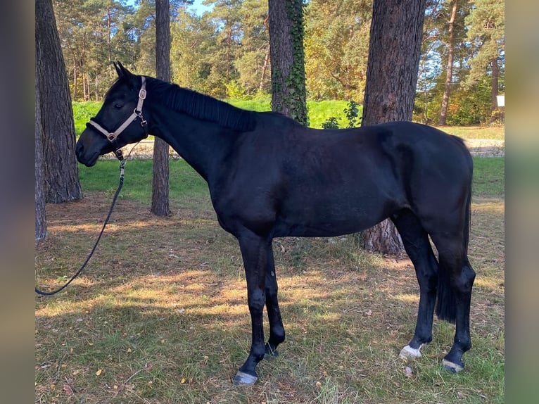 Hannoveriano Caballo castrado 4 años 166 cm Negro in Zernien