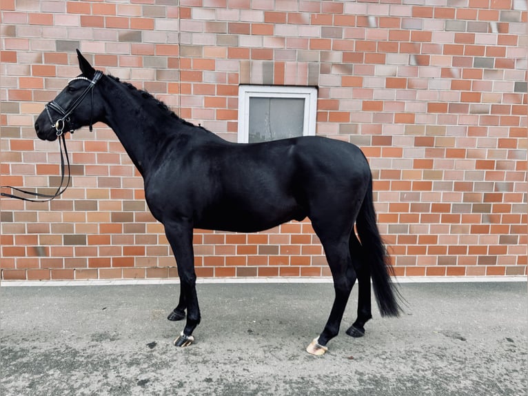 Hannoveriano Caballo castrado 4 años 166 cm Negro in Hagen am Teutoburger Wald