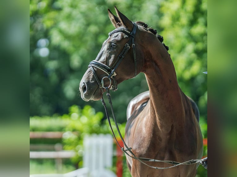 Hannoveriano Caballo castrado 4 años 166 cm Negro in Münster