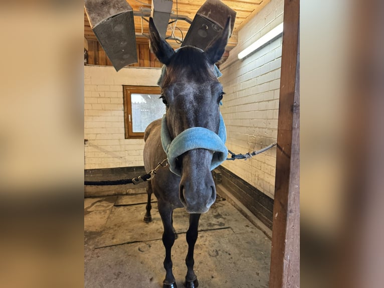 Hannoveriano Caballo castrado 4 años 166 cm Tordillo negro in Sundhagen