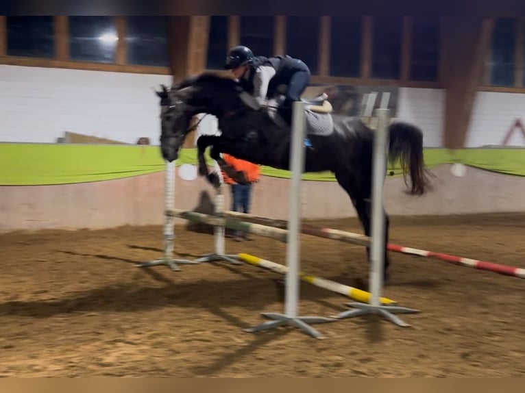 Hannoveriano Caballo castrado 4 años 166 cm Tordillo negro in Sundhagen