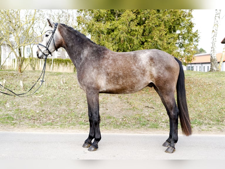 Hannoveriano Caballo castrado 4 años 166 cm Tordo in Ph&#xF6;ben