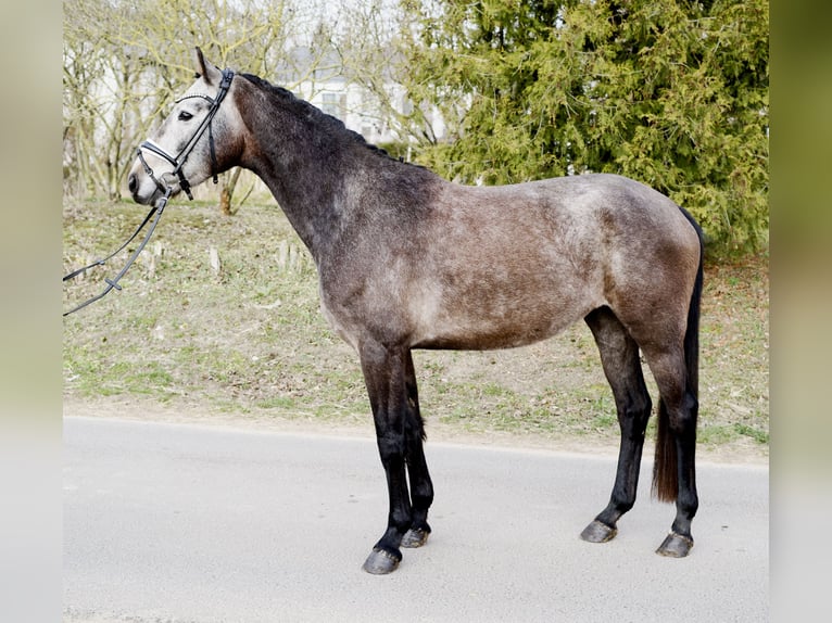 Hannoveriano Caballo castrado 4 años 166 cm Tordo in Ph&#xF6;ben