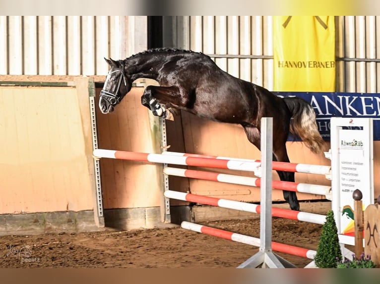 Hannoveriano Caballo castrado 4 años 166 cm Tordo rodado in Deinstedt