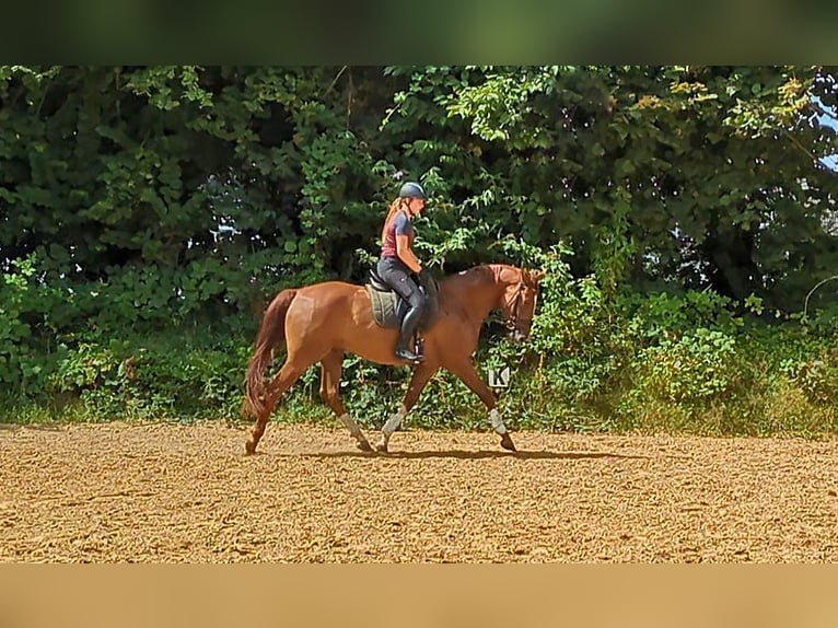 Hannoveriano Caballo castrado 4 años 167 cm Alazán in Leichlingen