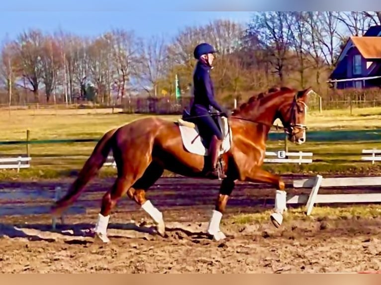 Hannoveriano Caballo castrado 4 años 167 cm Alazán in Kirchlinteln