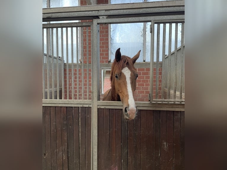 Hannoveriano Caballo castrado 4 años 167 cm Alazán in Bawinkel