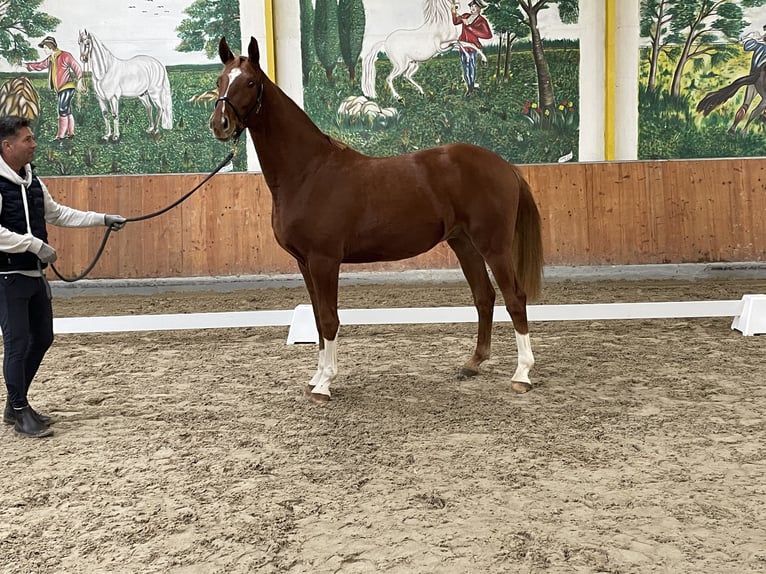Hannoveriano Caballo castrado 4 años 167 cm Alazán in Rees