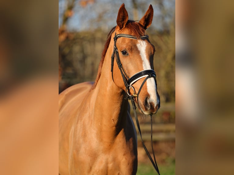 Hannoveriano Caballo castrado 4 años 167 cm Alazán in Rickling