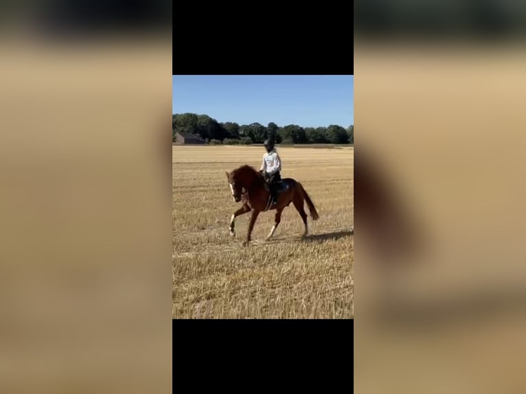 Hannoveriano Caballo castrado 4 años 167 cm Alazán in Willich