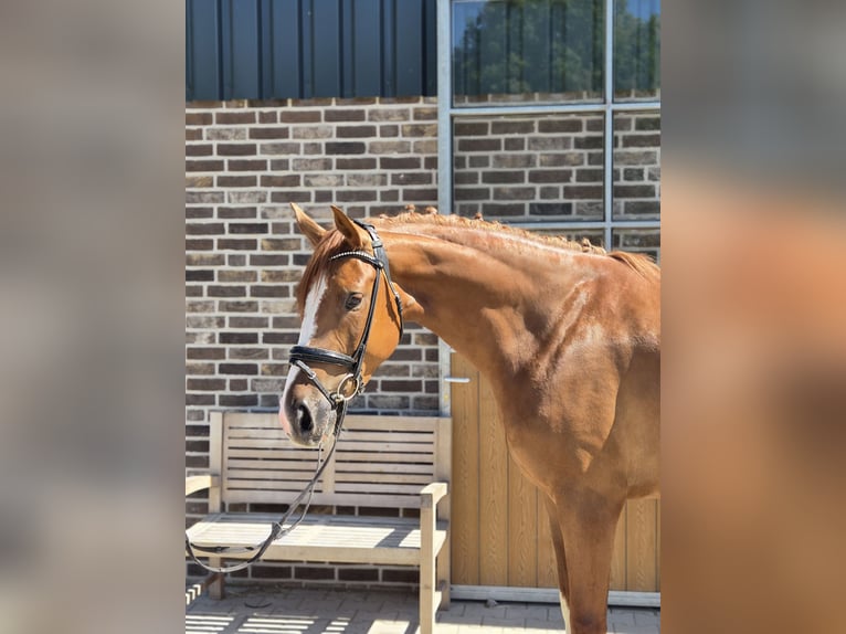 Hannoveriano Caballo castrado 4 años 167 cm Alazán in Willich
