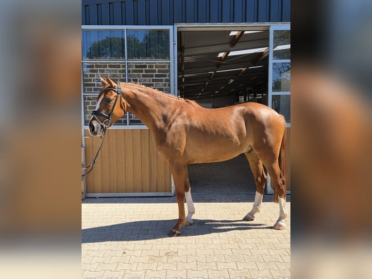 Hannoveriano Caballo castrado 4 años 167 cm Alazán in Willich