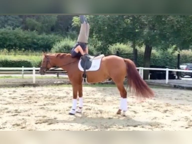 Hannoveriano Caballo castrado 4 años 167 cm Alazán in Marsberg