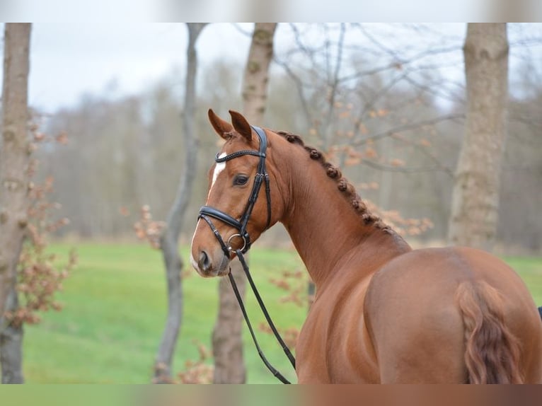 Hannoveriano Caballo castrado 4 años 167 cm Alazán in Kutenholz