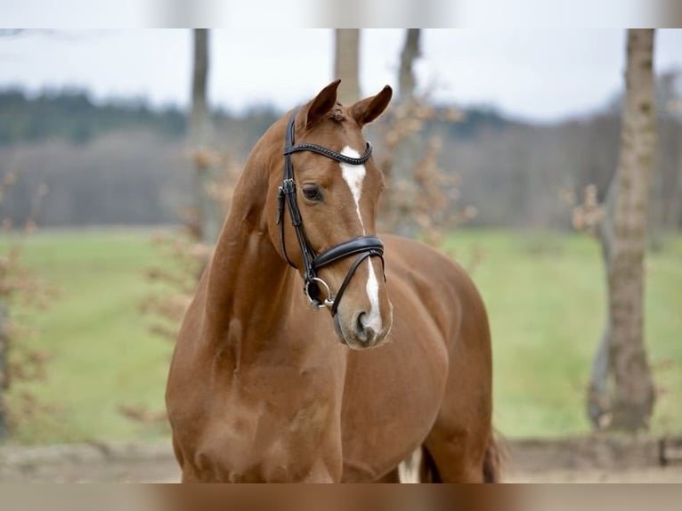 Hannoveriano Caballo castrado 4 años 167 cm Alazán in Kutenholz